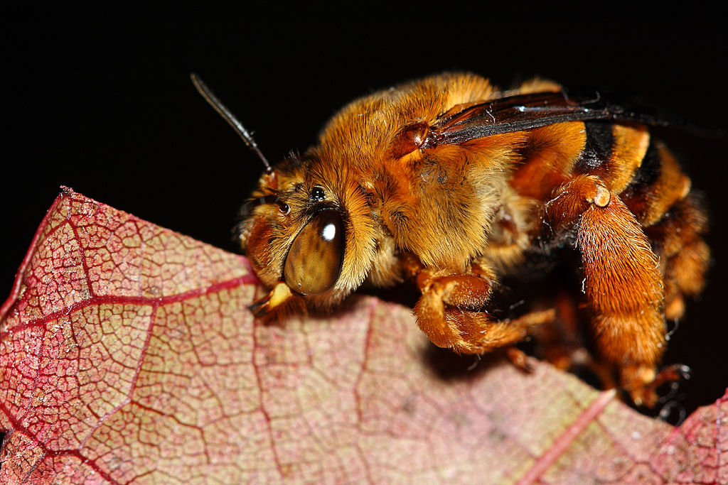 Teddy bear bee, photo by Aussiegall.