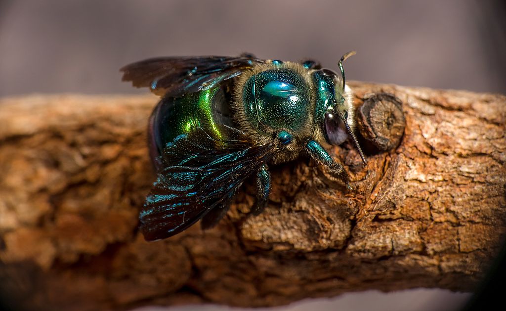 Green Carpenter Bee in Quinkan Country, photo by Robert Whyteus