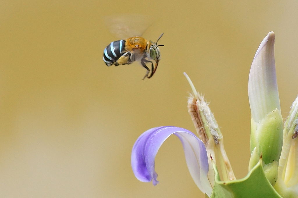 Aussie Tiny Tales podcast blog blue banded bee