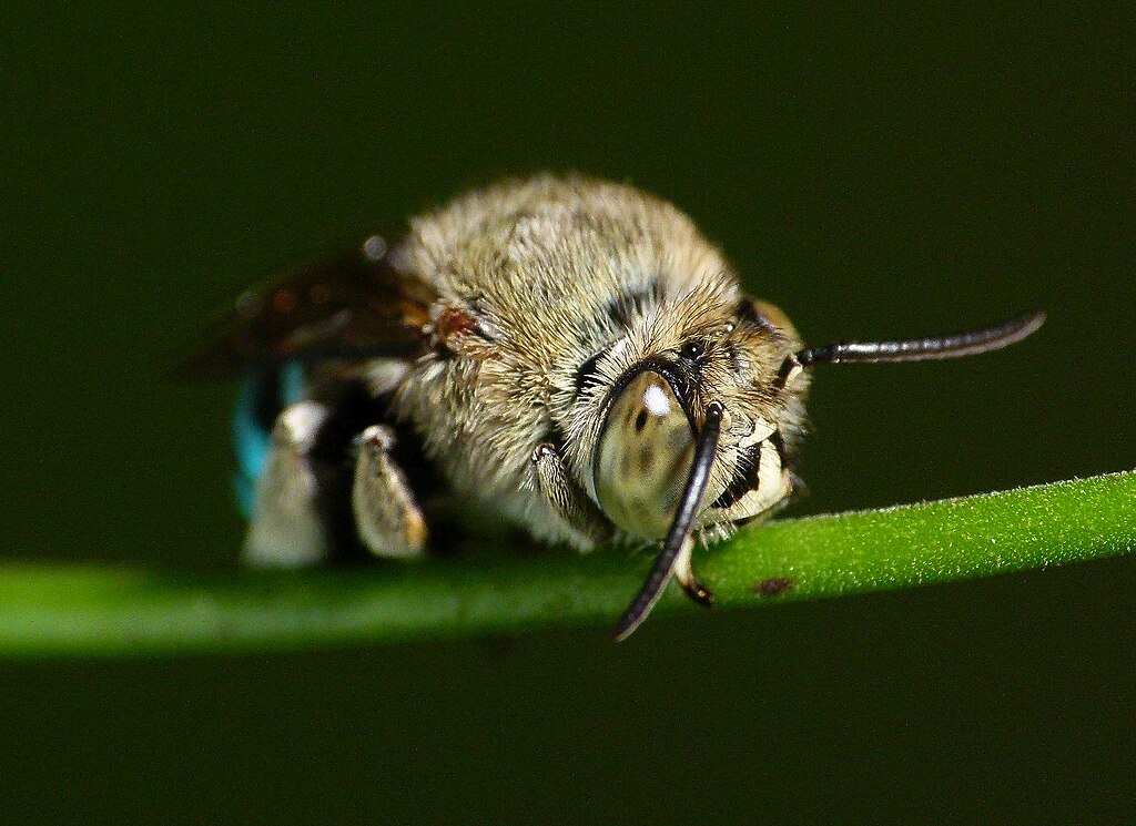 Aussie Tiny Tales podcast blog blue banded bees