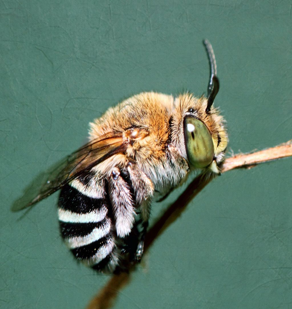 Animal spotlight: the blue banded bee&nbsp;🐝